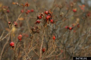 Seaside rose, Rosa rugosa  (Rosales: Rosaceae) - 5478191