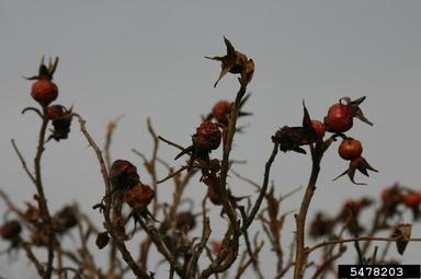 Seaside rose, Rosa rugosa  (Rosales: Rosaceae) - 5478203