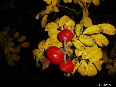 Seaside rose, Rosa rugosa  (Rosales: Rosaceae) - 5478219