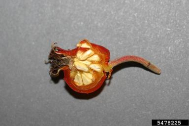 Seaside rose, Rosa rugosa  (Rosales: Rosaceae) - 5478225