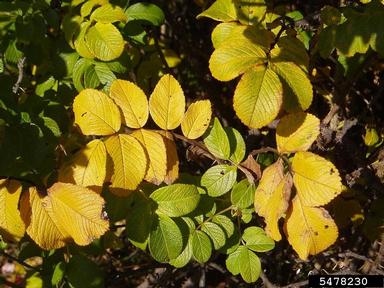 Seaside rose, Rosa rugosa  (Rosales: Rosaceae) - 5478230