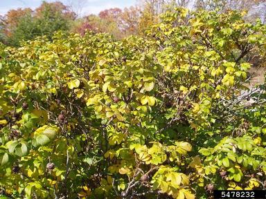 Seaside rose, Rosa rugosa  (Rosales: Rosaceae) - 5478232