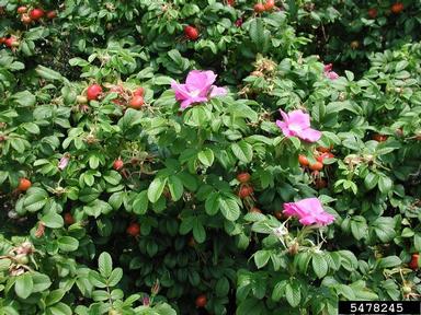 Seaside rose, Rosa rugosa  (Rosales: Rosaceae) - 5478245