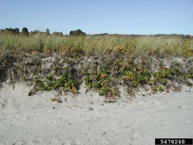 Seaside rose, Rosa rugosa  (Rosales: Rosaceae) - 5478248