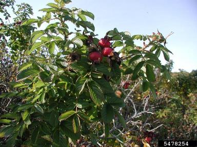 Seaside rose, Rosa rugosa  (Rosales: Rosaceae) - 5478254