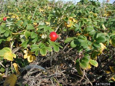 Seaside rose, Rosa rugosa  (Rosales: Rosaceae) - 5478256