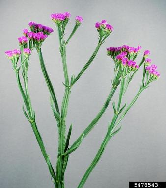 wavyleaf sea lavender, Limonium sinuatum  (Plumbaginales: Plumbaginaceae) - 5478543