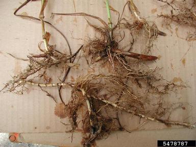 Amur silvergrass, Miscanthus sacchariflorus  (Cyperales: Poaceae) - 5478787