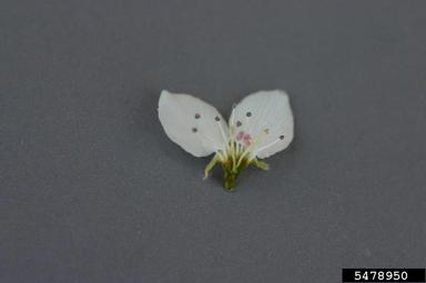 Callery pear (Bradford pear), Pyrus calleryana  (Rosales: Rosaceae) - 5478950