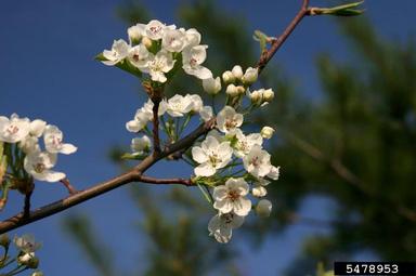 Callery pear (Bradford pear), Pyrus calleryana  (Rosales: Rosaceae) - 5478953