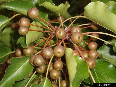 Callery pear (Bradford pear), Pyrus calleryana  (Rosales: Rosaceae) - 5478971