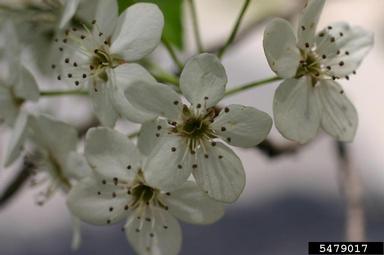 Callery pear (Bradford pear), Pyrus calleryana  (Rosales: Rosaceae) - 5479017