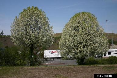 Callery pear (Bradford pear), Pyrus calleryana  (Rosales: Rosaceae) - 5479030