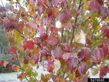 Callery pear (Bradford pear), Pyrus calleryana  (Rosales: Rosaceae) - 5479065