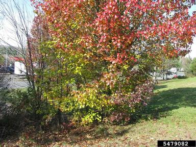 Callery pear (Bradford pear), Pyrus calleryana  (Rosales: Rosaceae) - 5479082