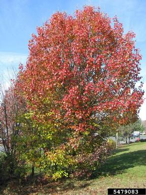Callery pear (Bradford pear), Pyrus calleryana  (Rosales: Rosaceae) - 5479083