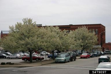 Callery pear (Bradford pear), Pyrus calleryana  (Rosales: Rosaceae) - 5479097
