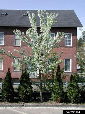 Callery pear (Bradford pear), Pyrus calleryana  (Rosales: Rosaceae) - 5479104
