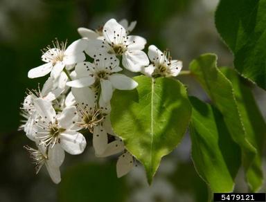 Callery pear (Bradford pear), Pyrus calleryana  (Rosales: Rosaceae) - 5479121