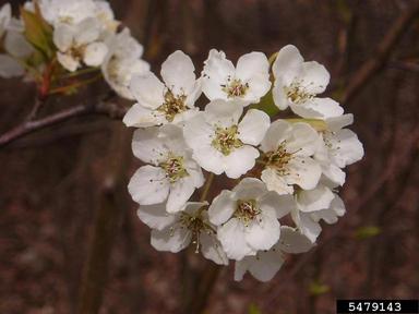 Callery pear (Bradford pear), Pyrus calleryana  (Rosales: Rosaceae) - 5479143