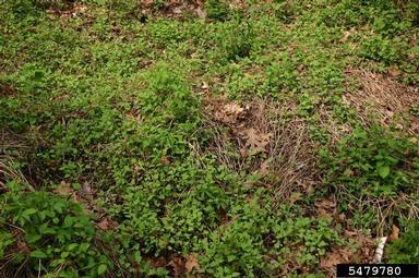 mile-a-minute weed, Persicaria perfoliata  (Polygonales: Polygonaceae) - 5479780