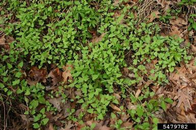 mile-a-minute weed, Persicaria perfoliata  (Polygonales: Polygonaceae) - 5479782
