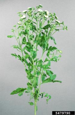 feverfew, Tanacetum parthenium  (Asterales: Asteraceae) - 5479790