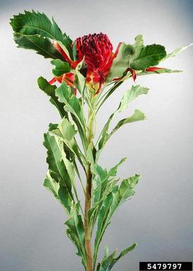 waratah, Telopea spp.  (Proteales: Proteaceae) - 5479797