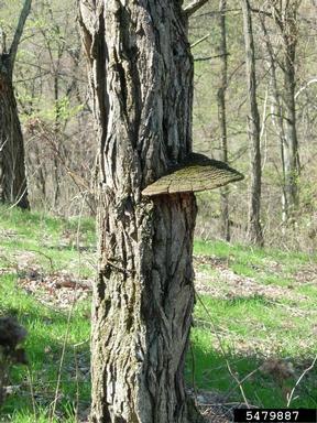 Rimosus decay (Phellinus robiniae ) on black locust (Robinia pseudoacacia ) - 5479887