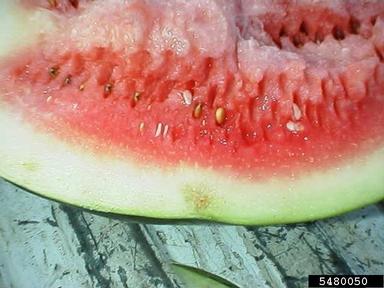 bacterial black stalk (Erwinia spp. ) on watermelon (Citrullus lanatus ) - 5480050