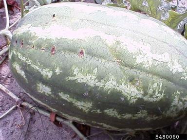 bacterial black stalk (Erwinia spp. ) on watermelon (Citrullus lanatus ) - 5480060
