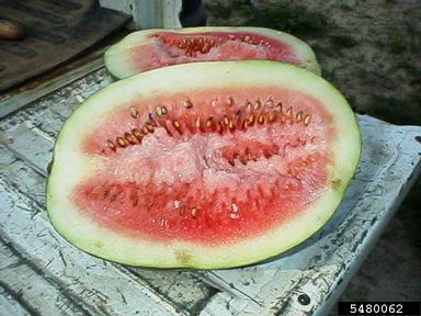 bacterial black stalk (Erwinia spp. ) on watermelon (Citrullus lanatus ) - 5480062