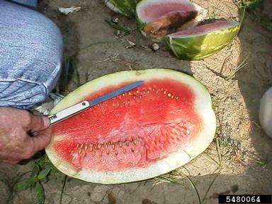 bacterial black stalk (Erwinia spp. ) on watermelon (Citrullus lanatus ) - 5480064