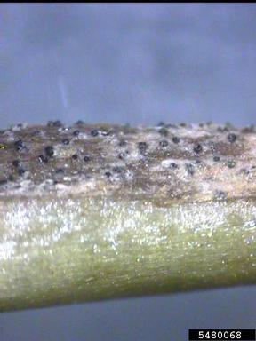 gummy stem blight (vine decline) (Didymella bryoniae ) on watermelon (Citrullus lanatus ) - 5480068