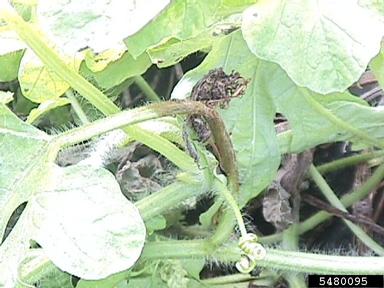 gummy stem blight (vine decline) (Didymella bryoniae ) on watermelon (Citrullus lanatus ) - 5480095