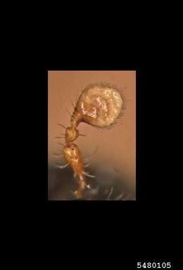 bark beetle, Pityogenes knechteli  (Coleoptera: Curculionidae) - 5480105