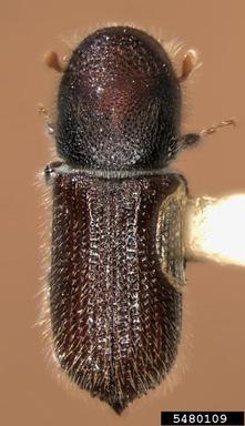 shrub bark beetle, Hylocurus hirtellus  (Coleoptera: Curculionidae) - 5480109