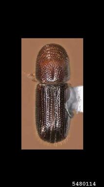 walnut twig beetle, Pityophthorus juglandis  (Coleoptera: Curculionidae) - 5480114
