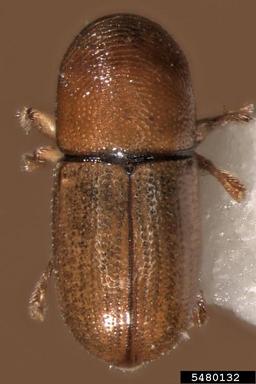 bark beetle, Scolytodes schwarzi  (Coleoptera: Curculionidae) - 5480132