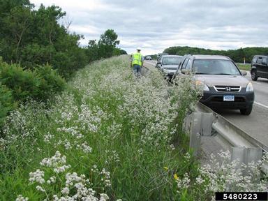 perennial pepperweed, Lepidium latifolium  (Capparales: Brassicaceae) - 5480223