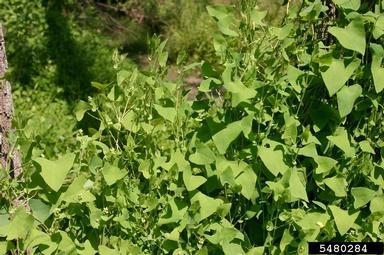 mile-a-minute weed, Persicaria perfoliata  (Polygonales: Polygonaceae) - 5480284