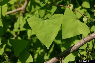 mile-a-minute weed, Persicaria perfoliata  (Polygonales: Polygonaceae) - 5480291