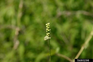 mile-a-minute weed, Persicaria perfoliata  (Polygonales: Polygonaceae) - 5480298
