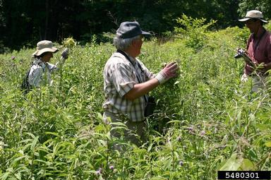 mile-a-minute weed, Persicaria perfoliata  (Polygonales: Polygonaceae) - 5480301