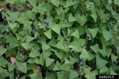 mile-a-minute weed, Persicaria perfoliata  (Polygonales: Polygonaceae) - 5480310
