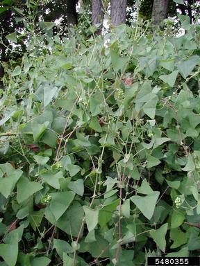 mile-a-minute weed, Persicaria perfoliata  (Polygonales: Polygonaceae) - 5480355