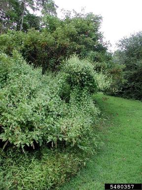mile-a-minute weed, Persicaria perfoliata  (Polygonales: Polygonaceae) - 5480357