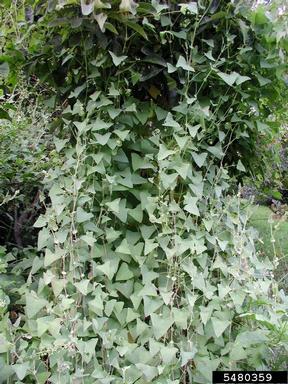 mile-a-minute weed, Persicaria perfoliata  (Polygonales: Polygonaceae) - 5480359