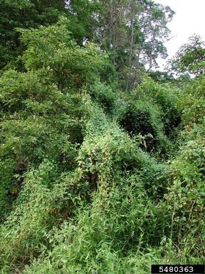 mile-a-minute weed, Persicaria perfoliata  (Polygonales: Polygonaceae) - 5480363