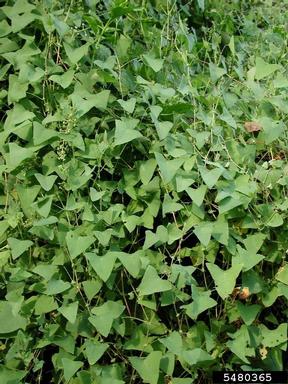 mile-a-minute weed, Persicaria perfoliata  (Polygonales: Polygonaceae) - 5480365